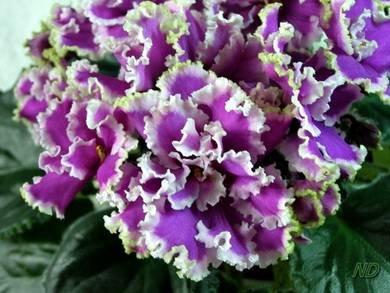 Эсмеральда8